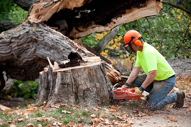 Best Leaf Removal  in La Mesa, CA